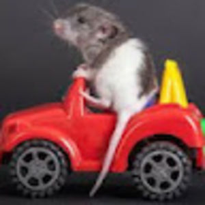 Meet your Posher, Iss